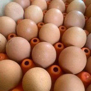 Eggs 1 Tray for Kshs 390
