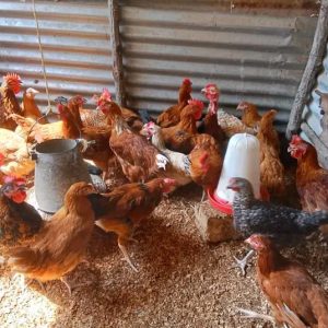 Improved Kienyeji Chicken