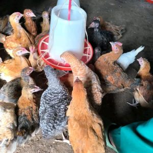 2 months improved kienyeji chicks each Kshs 530