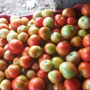 1 Kg of Tomatoes worth Kshs 130