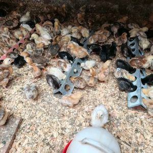 1 month improved kienyeji chicks each Kshs 300
