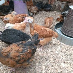 2 months improved kienyeji chicks each Kshs 430