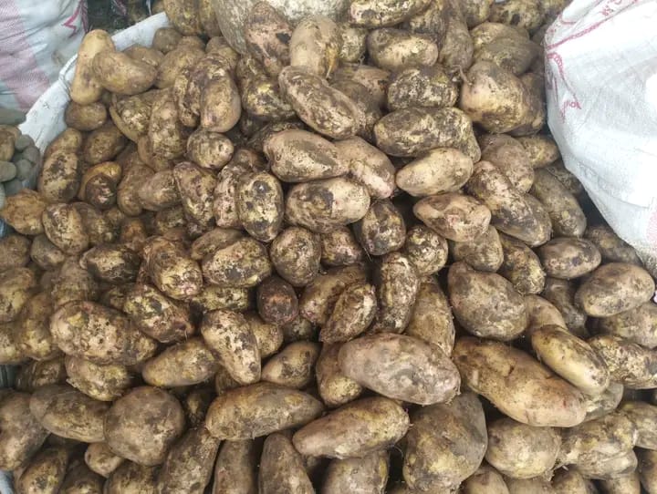 I Kg of Irish Potatoes Kshs 80