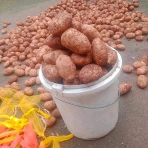 1 Bucket of Irish Potatoes for Kshs 700