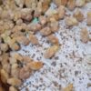 Day Old to One Month Old Chicks