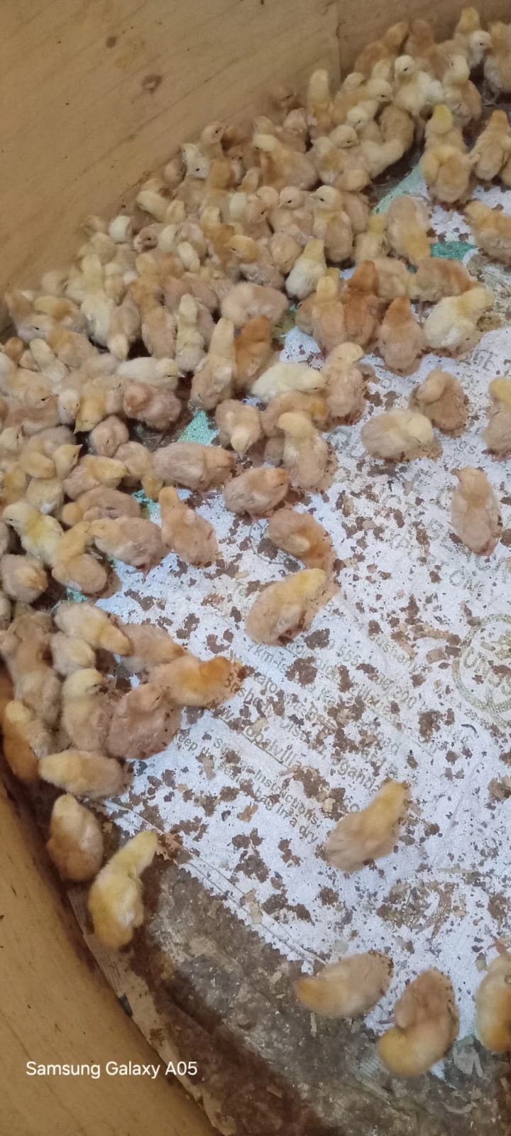 Day Old to One Month Old Chicks
