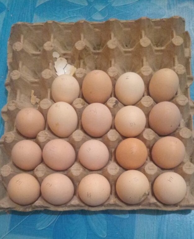 1 egg each Kshs 30